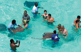Stingray City